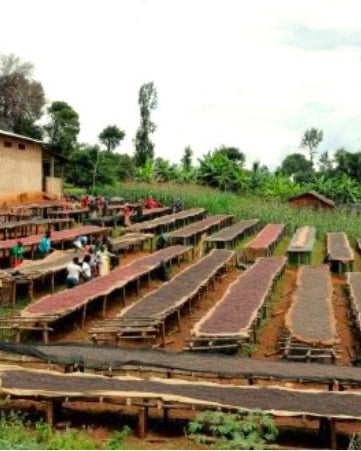 Burundi - Bourbon - Natural - Bavyeyi IV