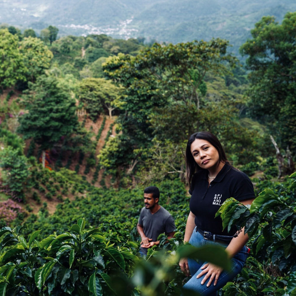 Honduras Dos Andres Gesha Washed – Light Roast Specialty Coffee, 50g Sample