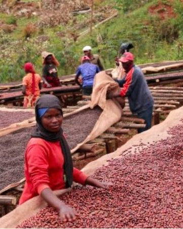 Burundi - Bourbon - Natural - Bavyeyi IV