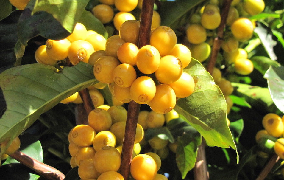Brazil Decaf