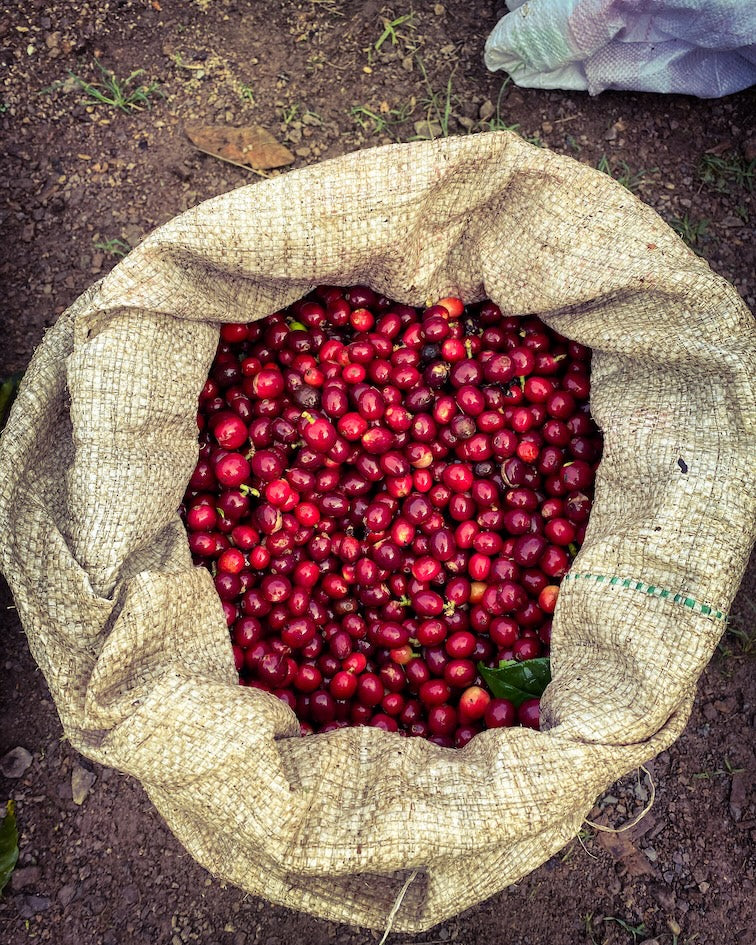 Los Nogales Caturra Mucilage EA Decaf Coffee - Fermented | Colombia | 8 oz