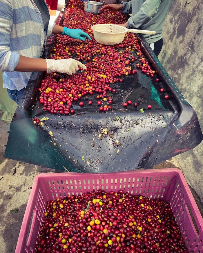 Los Nogales Caturra Mucilage EA Decaf Coffee - Fermented | Colombia | 8 oz