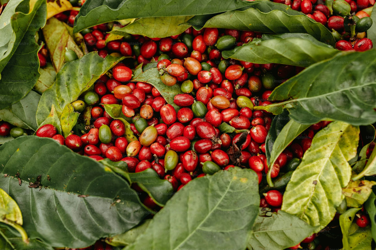 World Coffee Sample Pack — 5 Single-Origin Coffees, Freshly Roasted