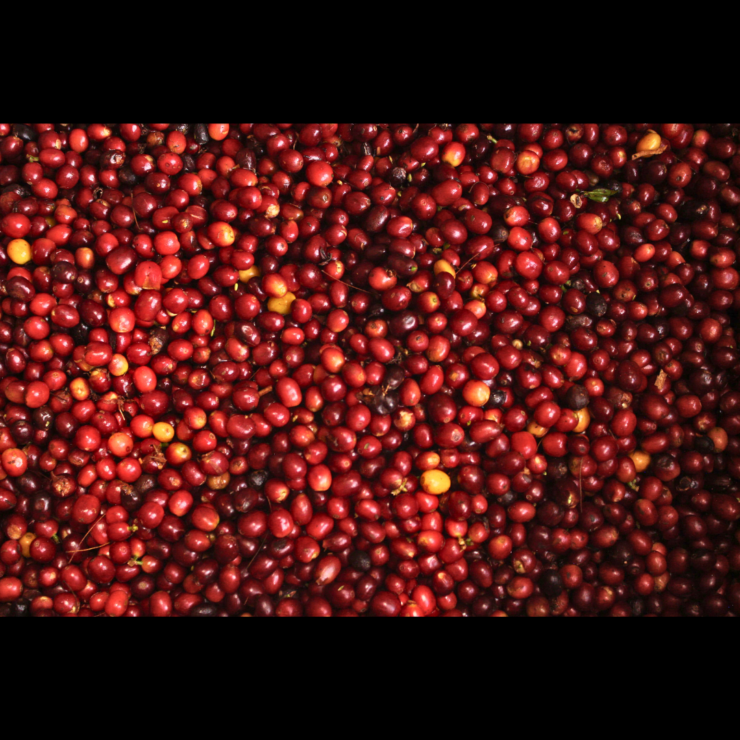 Colombia Light Roast Whole Bean - Bourbon Aji, Floral & Berry
