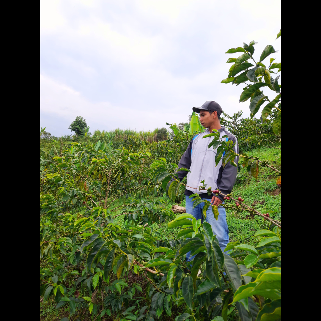 Colombia Light Roast Whole Bean - Bourbon Aji, Floral & Berry