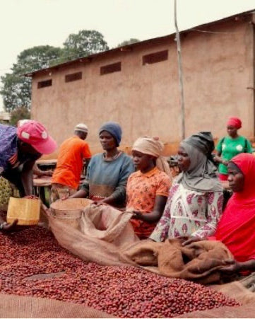 Burundi - Bourbon - Natural - Bavyeyi IV