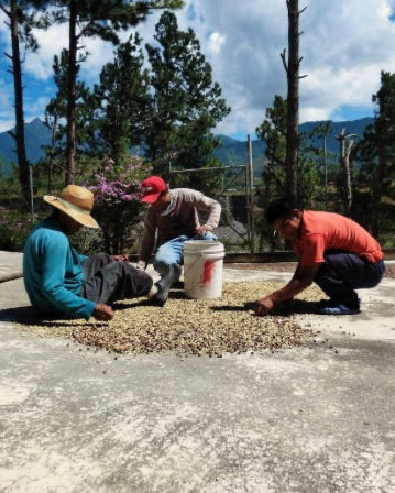 Panama - Catuai Caturra - Washed - Finca Los Cantares