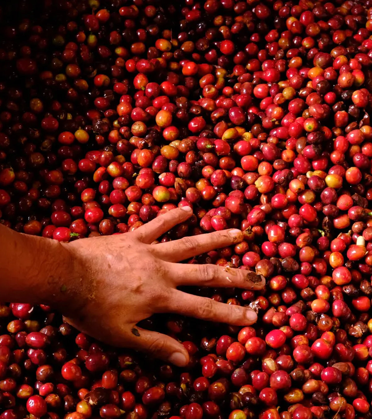 Finca El Paraíso Lychee Peach Sugarcane Decaf - Fermented | Colombia | 8 oz