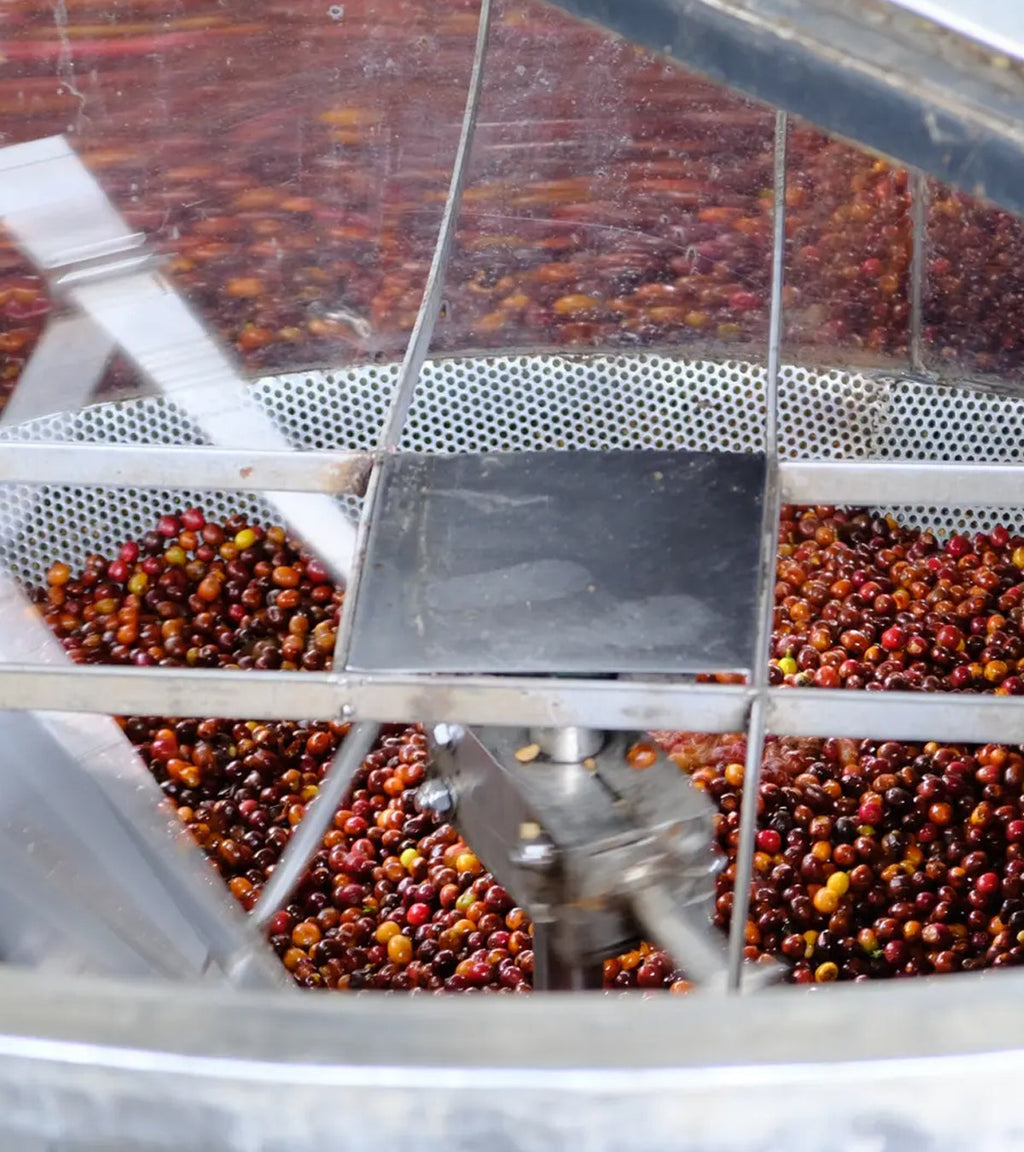 Finca El Paraíso Lychee Peach Sugarcane Decaf - Fermented | Colombia | 8 oz