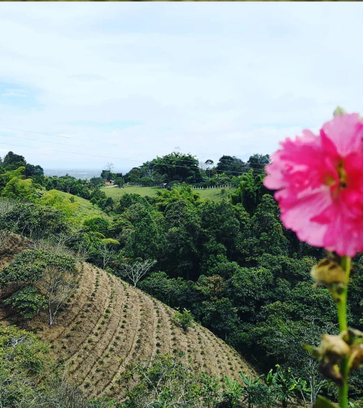 Finca El Paraíso Lychee Peach Sugarcane Decaf - Fermented | Colombia | 8 oz