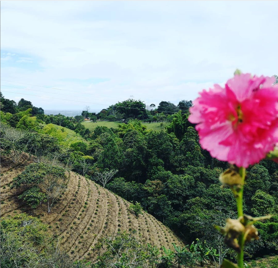Finca El Paraíso Castillo Sugarcane Decaf Coffee | 8 oz | Coffee Score 93
