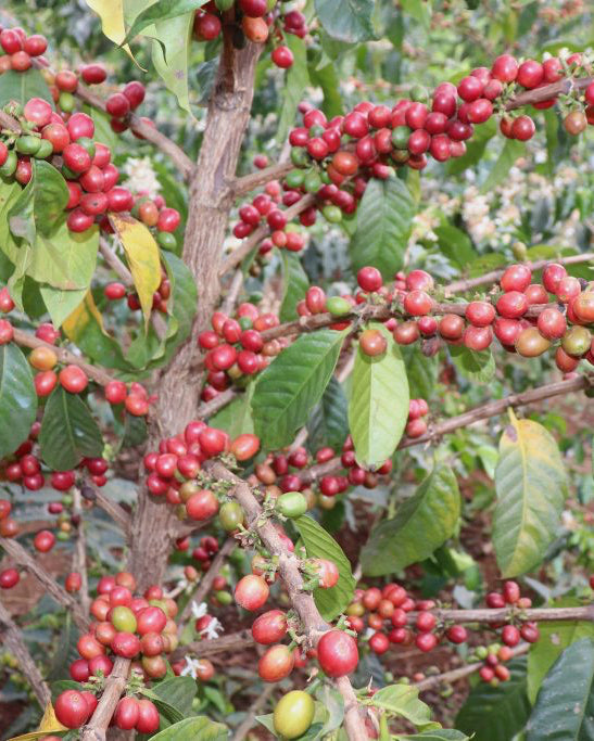 Kenya - Landrace - Washed - Ngomano Station - Machakos Co-op