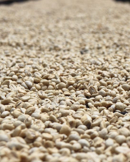 Kenya - Landrace - Washed - Ngomano Station - Machakos Co-op