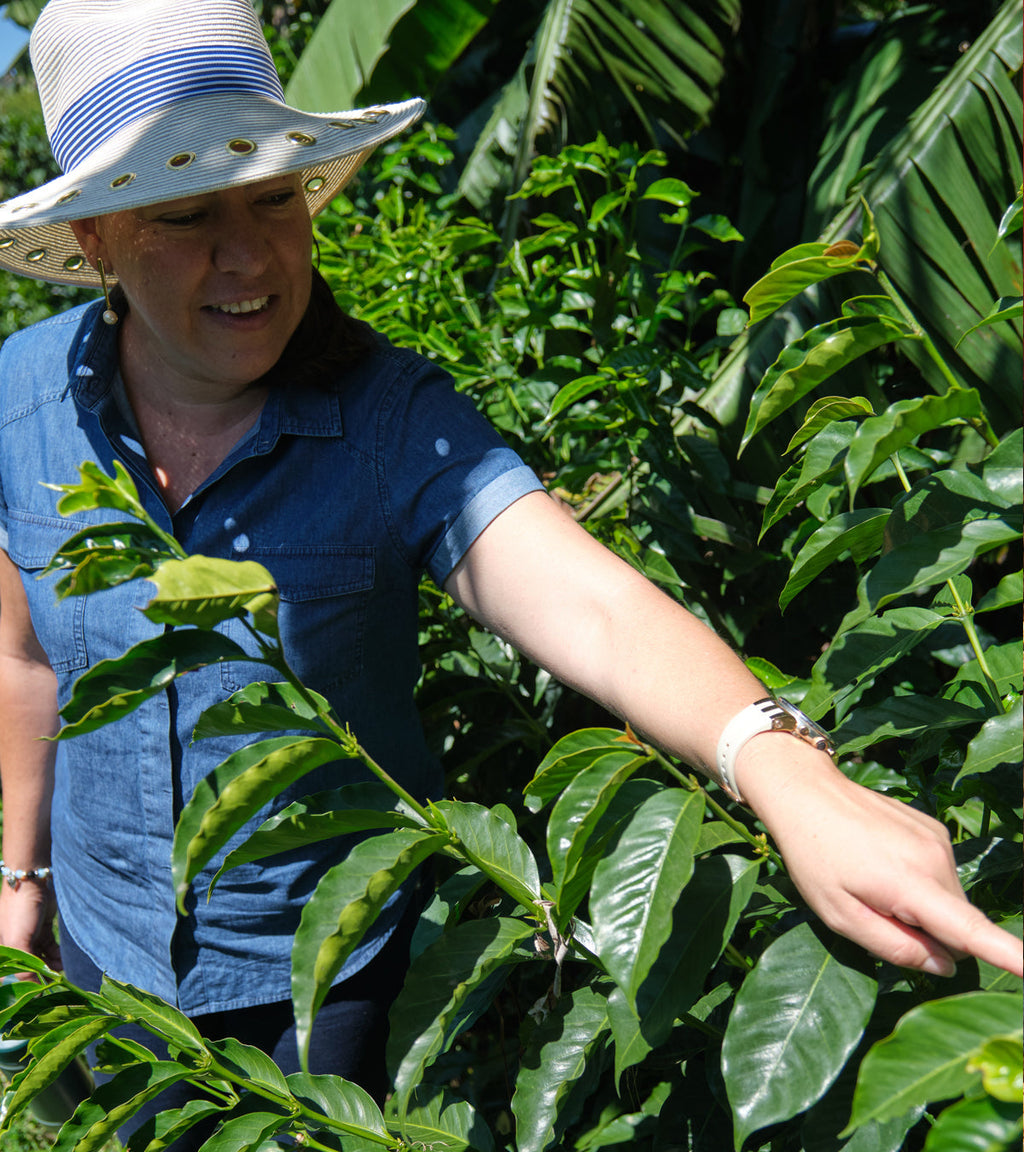 Las Lajas Laurina Black Honey Coffee | Naturally Lower Caffeine | 8 oz