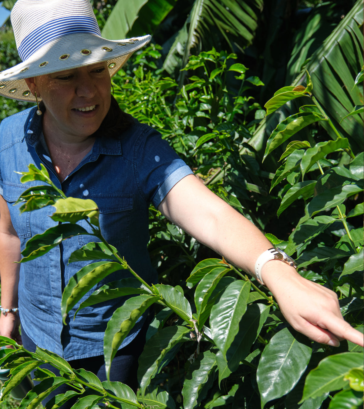 Las Lajas Laurina Black Honey Coffee | Naturally Lower Caffeine | 8 oz