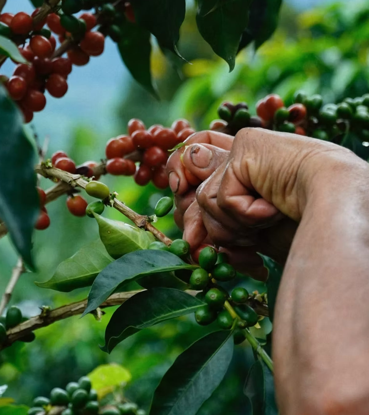 Los Nogales Fresa Kalo Cascara-Reinfused Decaf Coffee | 8 oz | botanical extracts
