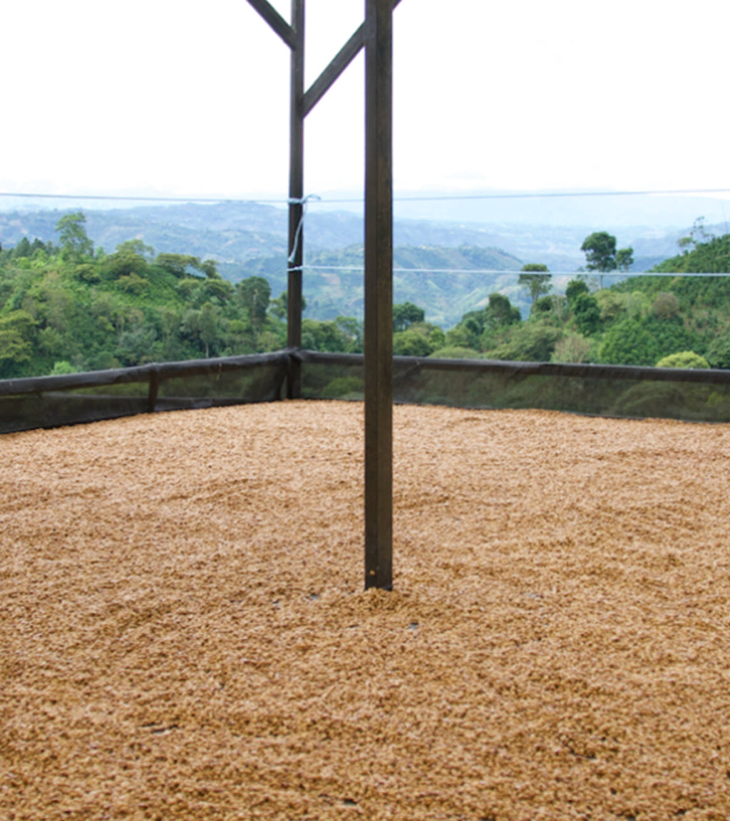 Los Nogales Typica Mucilage EA Decaf Coffee | Colombia | 8 oz