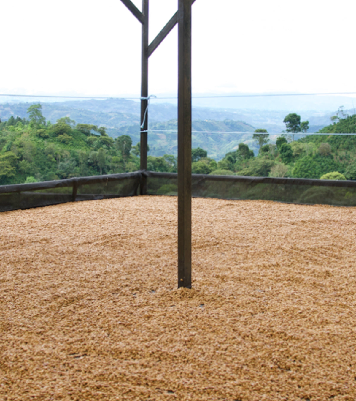 Los Nogales Typica Mucilage EA Decaf Coffee | Colombia | 8 oz