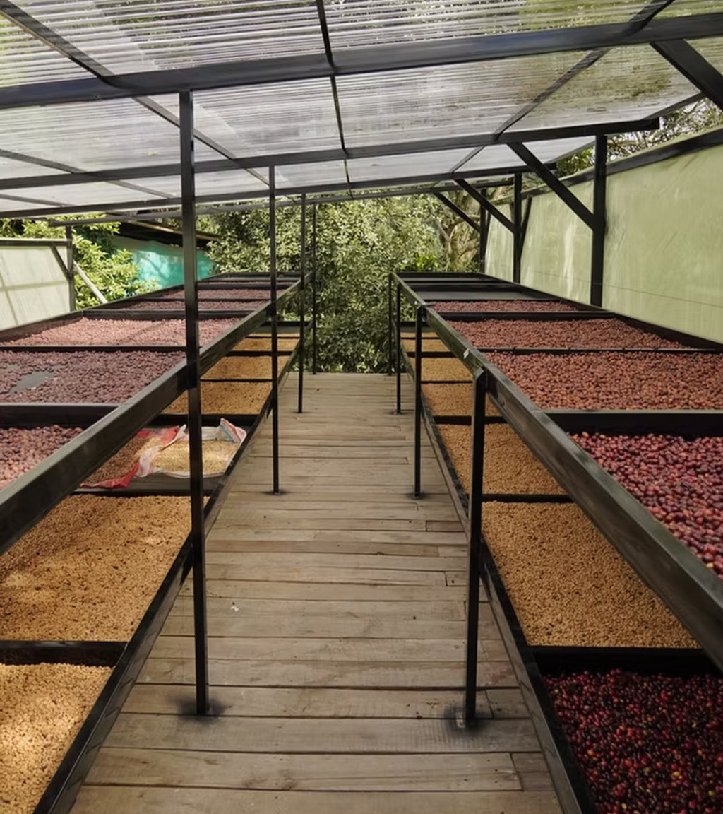Los Nogales Typica Mucilage EA Decaf Coffee | Colombia | 8 oz