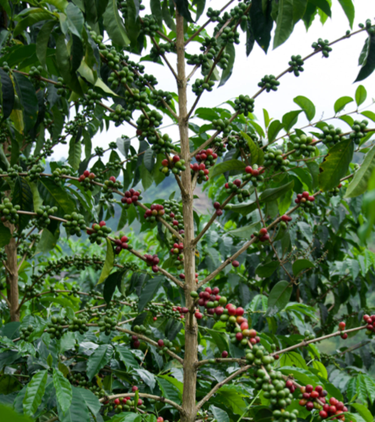 Los Nogales Typica Mucilage EA Decaf Coffee | Colombia | 8 oz