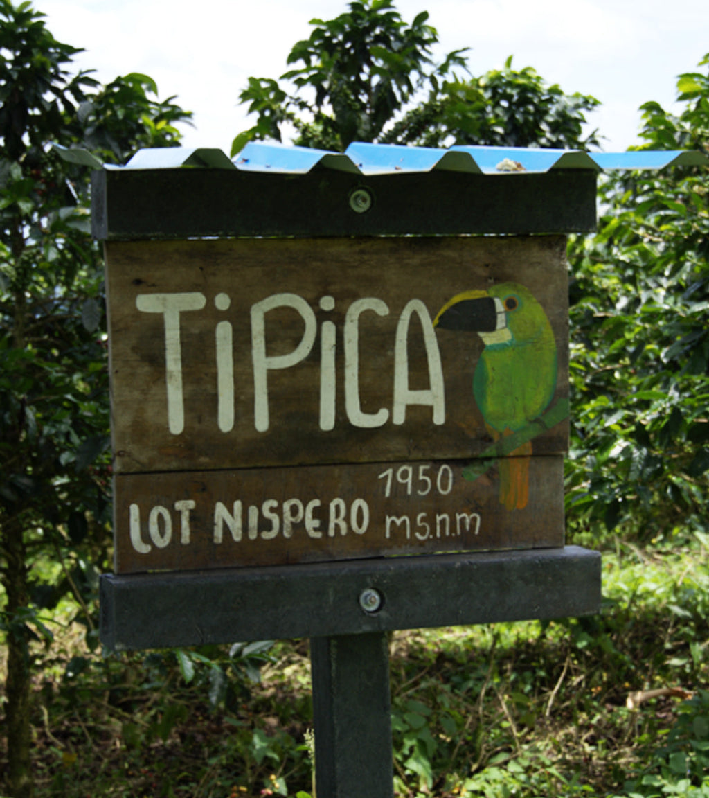 Los Nogales Typica Mucilage EA Decaf Coffee | Colombia | 8 oz