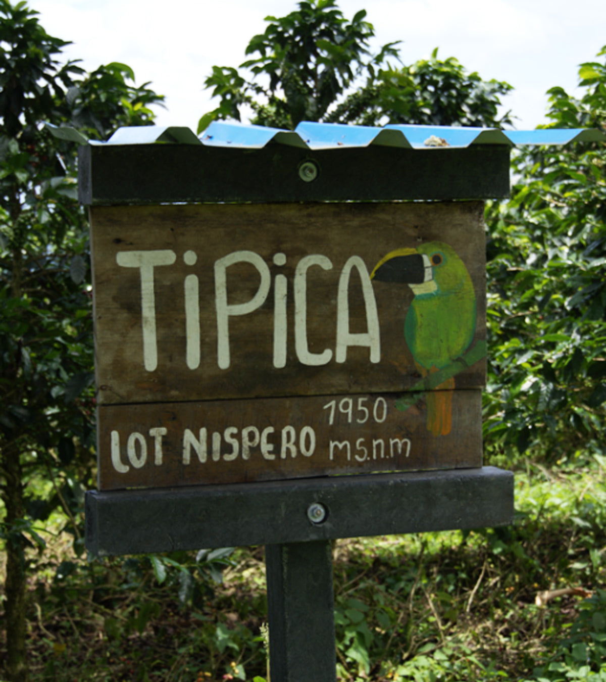 Los Nogales Typica Mucilage EA Decaf Coffee | Colombia | 8 oz