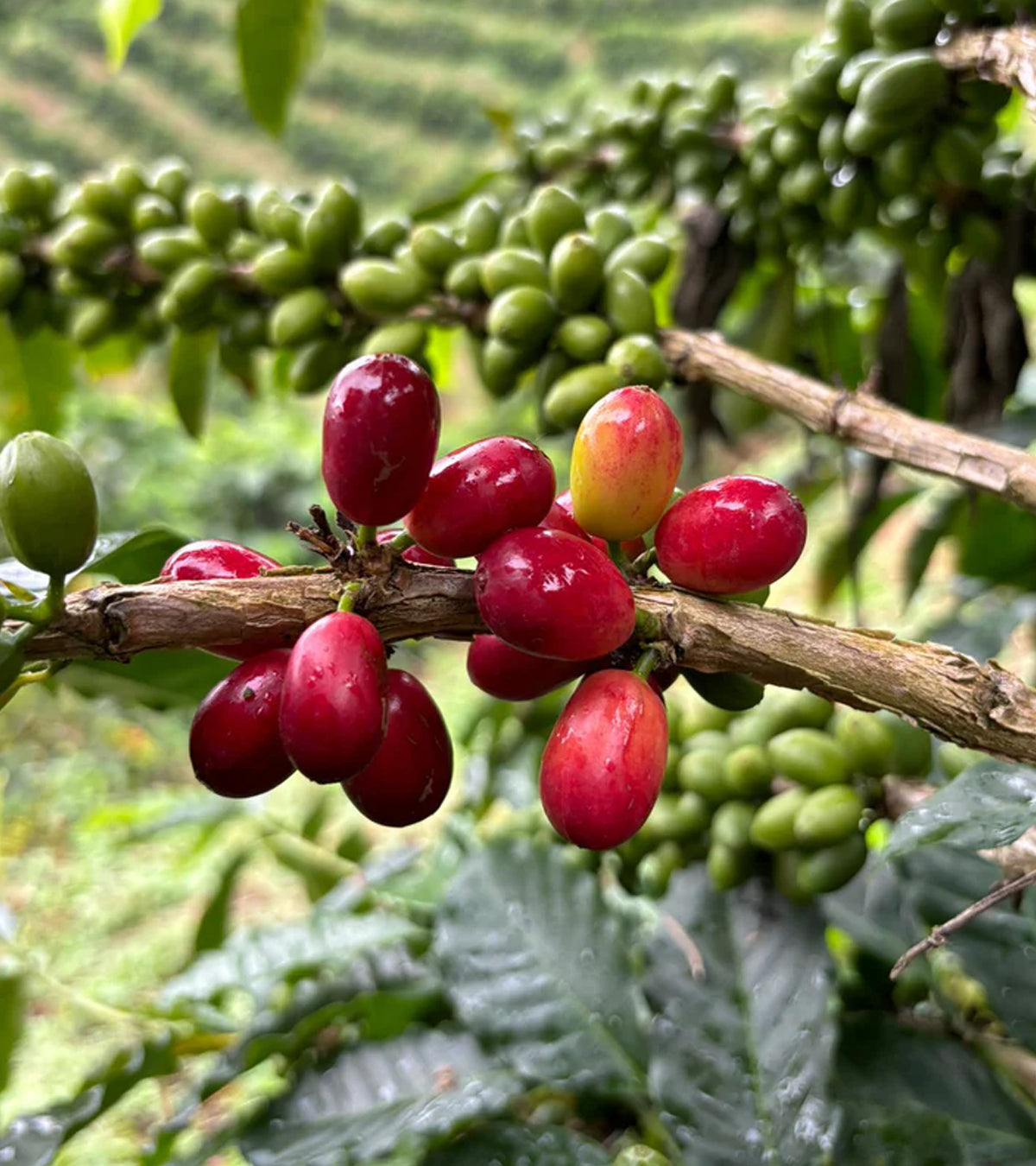 Pink Bourbon Thermal Shock Sugarcane Decaf Coffee | Colombia | 8 oz