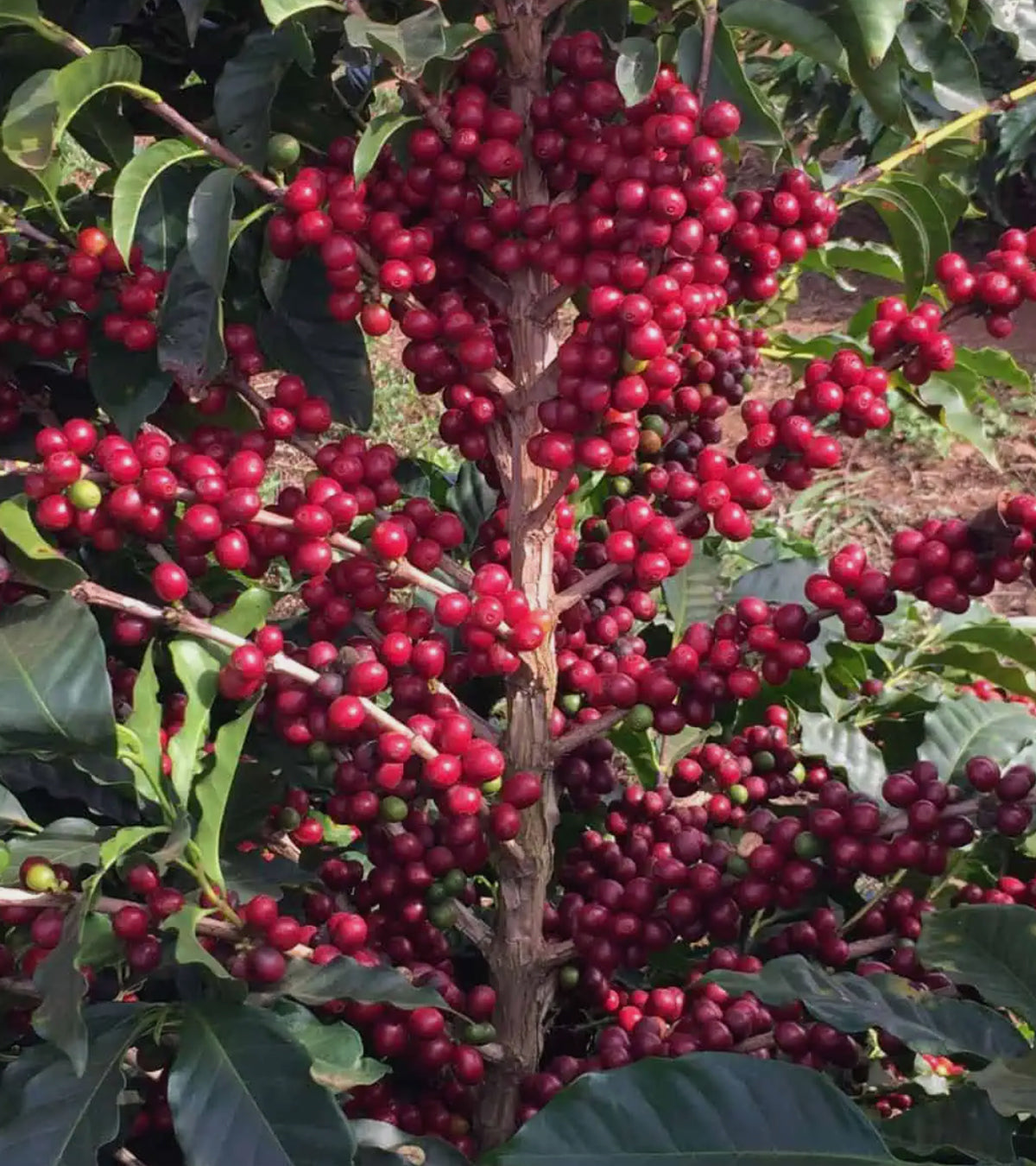 Wilton Benítez Red Bourbon Sugarcane Decaf Coffee | Colombia | 8 oz | Coffee Score 94