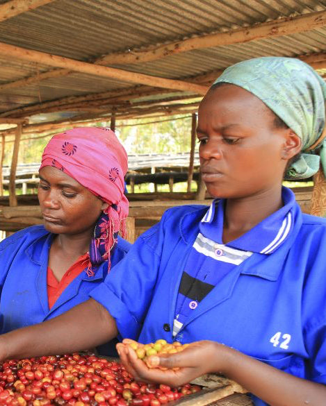 Rwanda - Red Bourbon - Natural - Busanze Washing Station