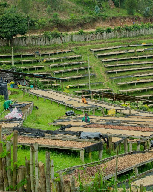 Rwanda - Red Bourbon - Natural - Busanze Washing Station