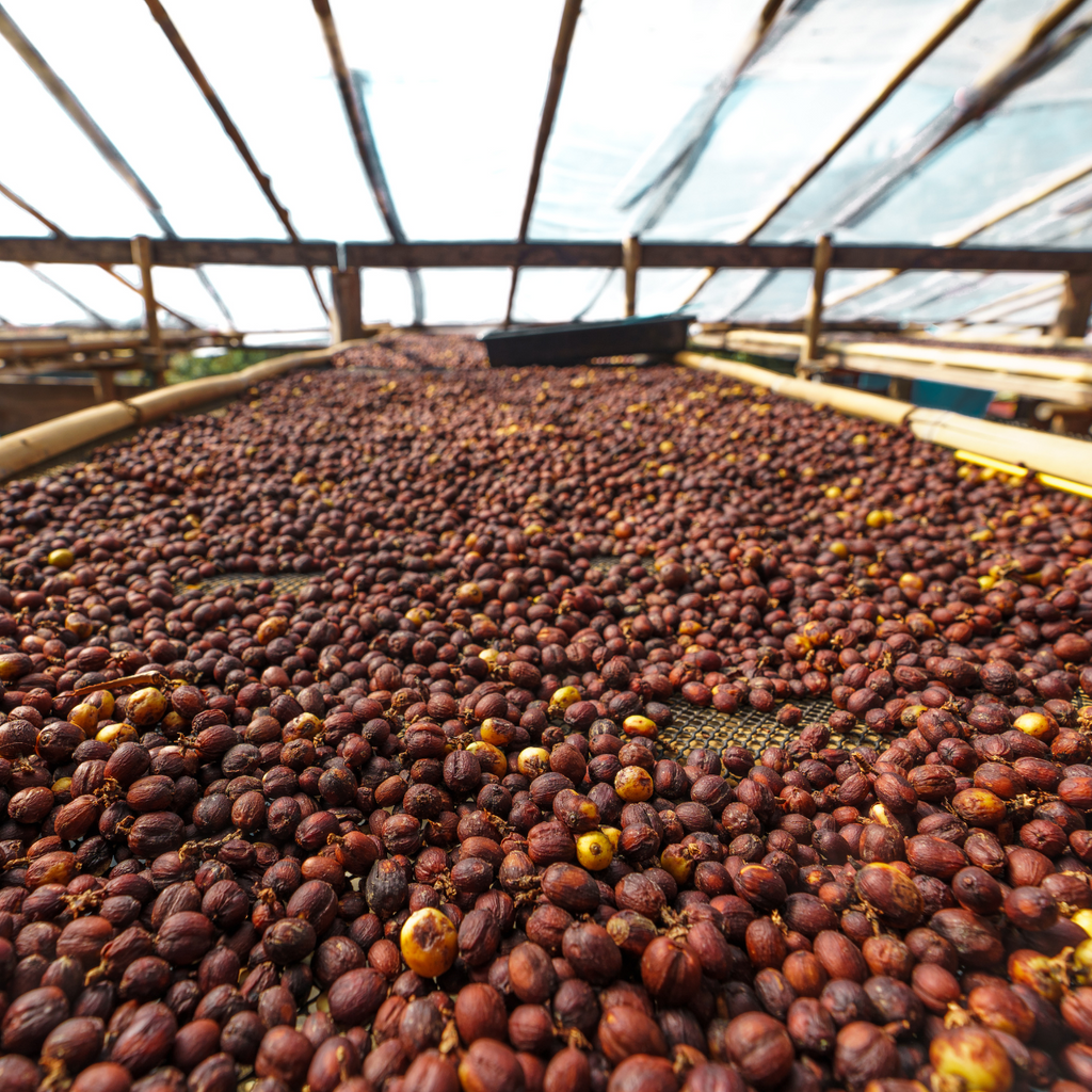 Space Cowboy - Ethiopia