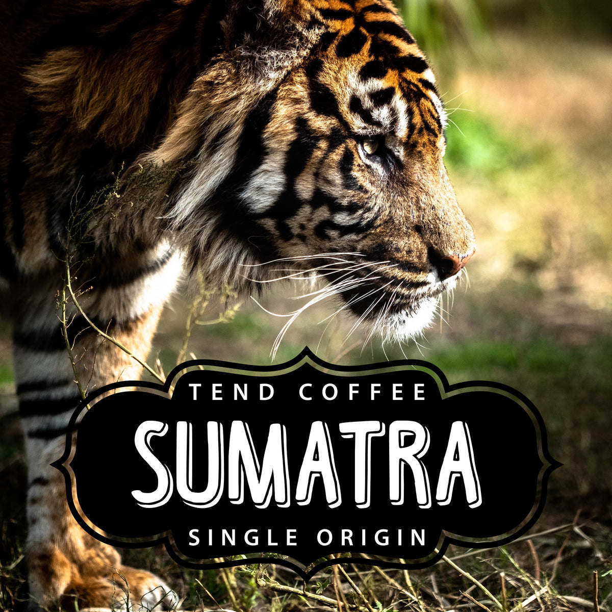 1 lb Whole Bean & Ground Organic Sumatra Coffee