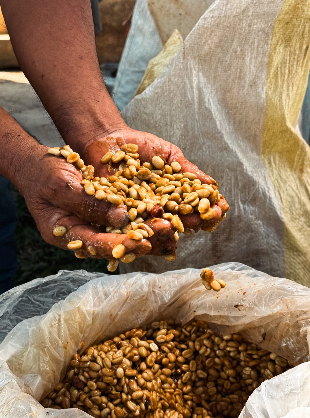 Peru Aromas del Valle Merly León G1 – Washed Organic Light Roast | Good Brothers Coffee