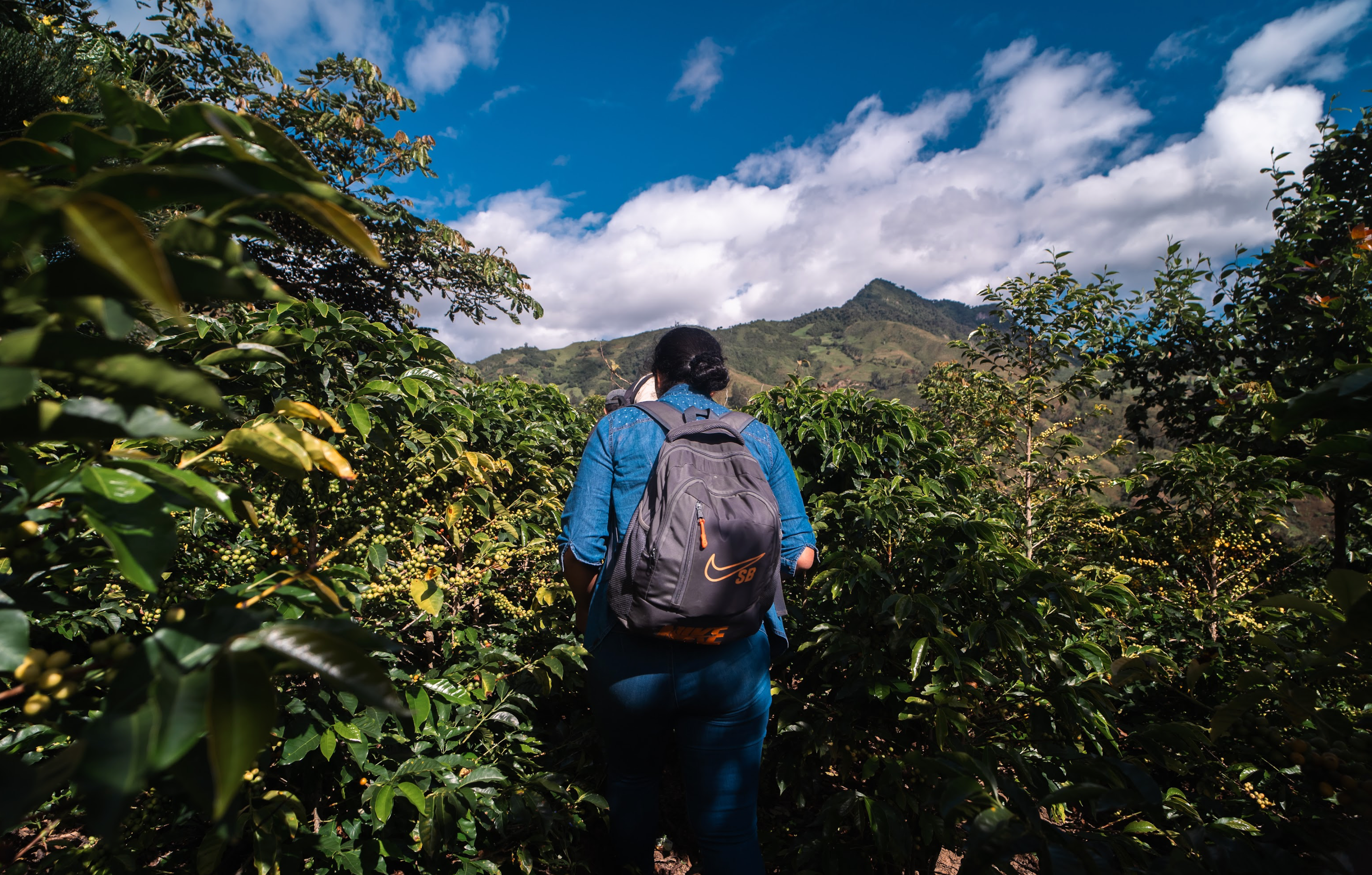 Peru Aromas del Valle Merly León G1 – Washed Organic Light Roast | Good Brothers Coffee