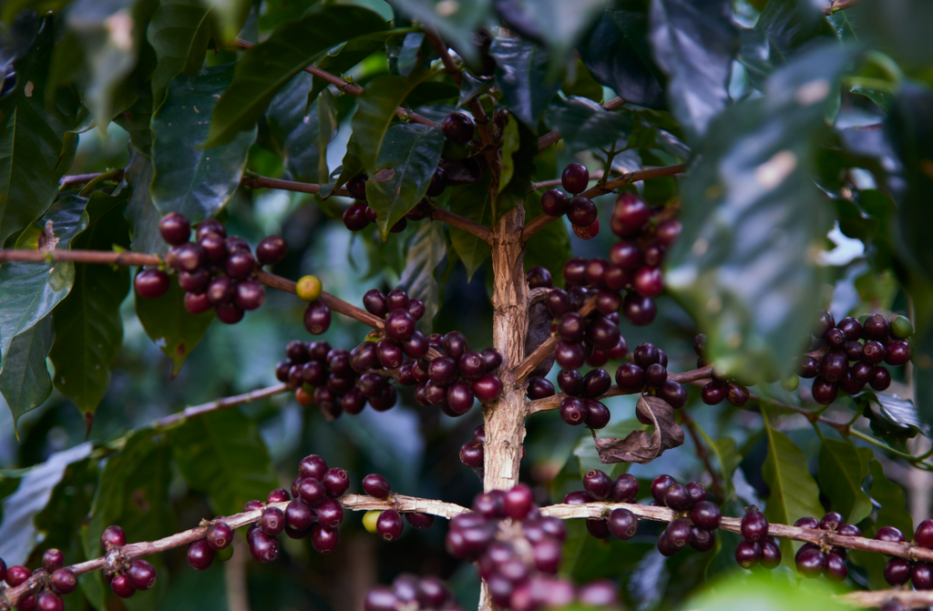 Guatemala Santa Rosa Washed – Medium Roast | Good Brothers Coffee