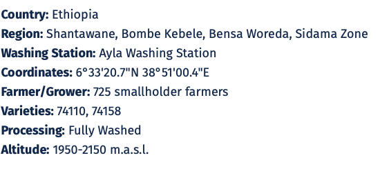 Ethiopia Sidama Ayla Shantawene – Ultralight Washed | Good Brothers Coffee
