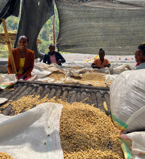 Ethiopia Sidama Ayla Shantawene – Ultralight Washed | Good Brothers Coffee