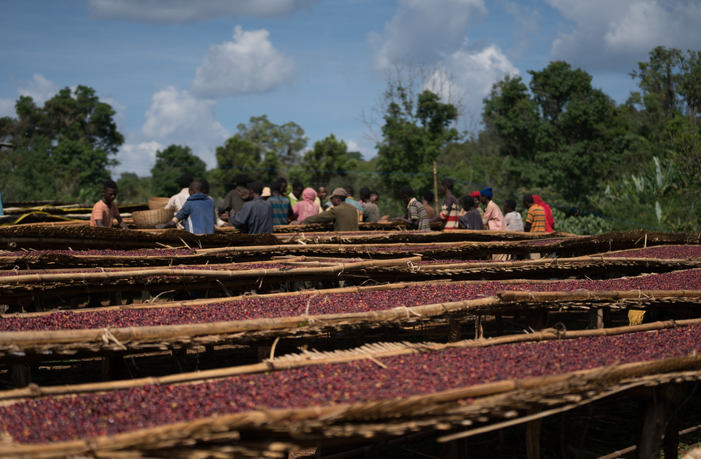 Ethiopia Buncho Honey Sidama – Light Roast | Good Brothers Coffee