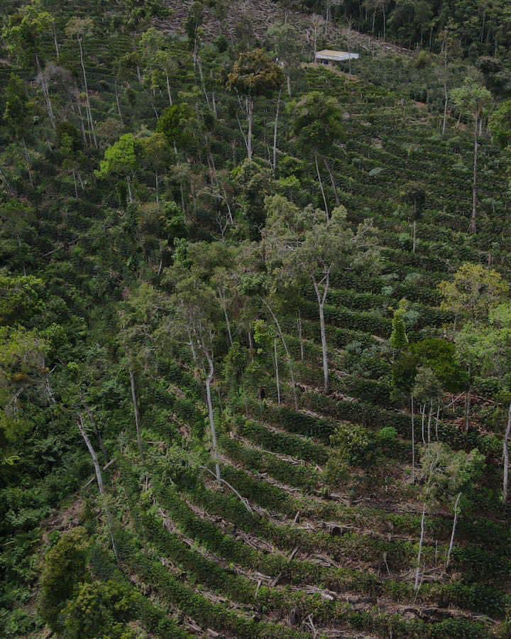 Peru - Gesha - Natural - Finca Artemis - Ebert Huaman Villegas