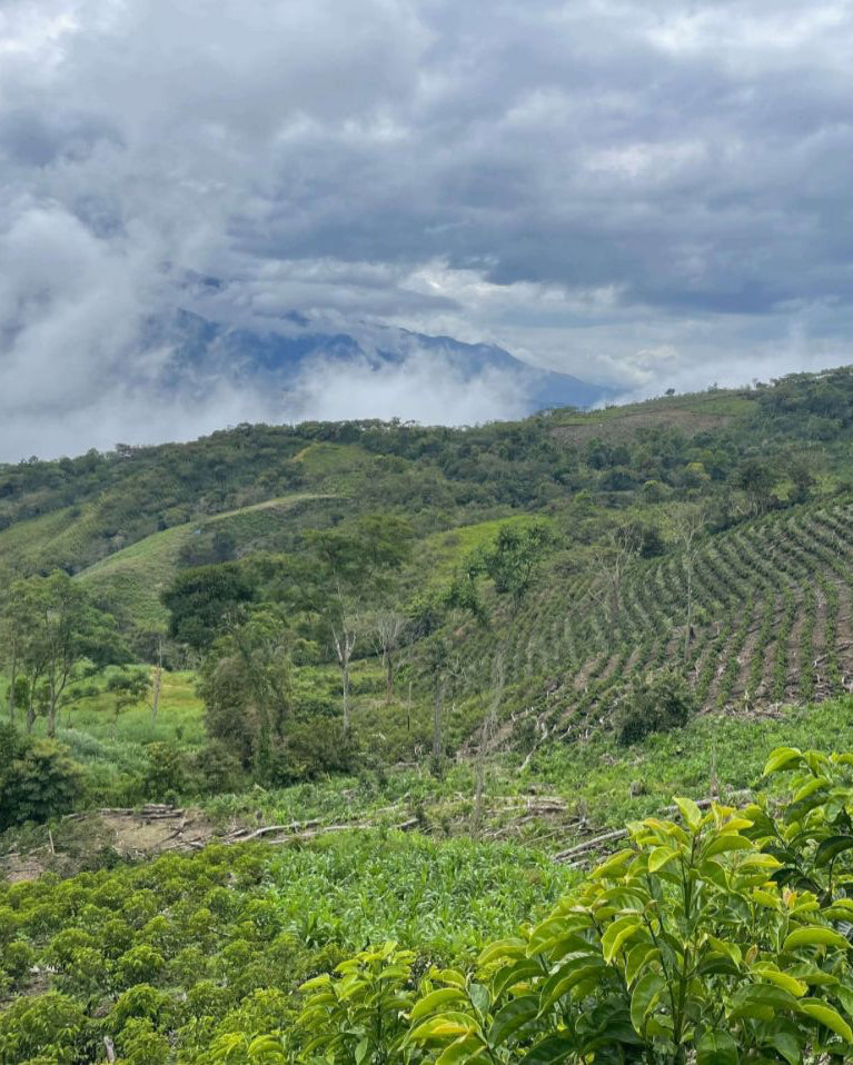 Peru - Gesha - Natural - Finca Artemis - Ebert Huaman Villegas