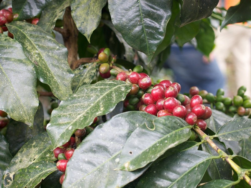 Augusta's Organic Breakfast - Shop Coffee Hobby