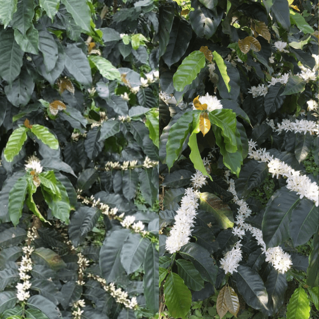Colombia Gesha Washed – Finca El Bosque, Risaralda - Shop Coffee Hobby