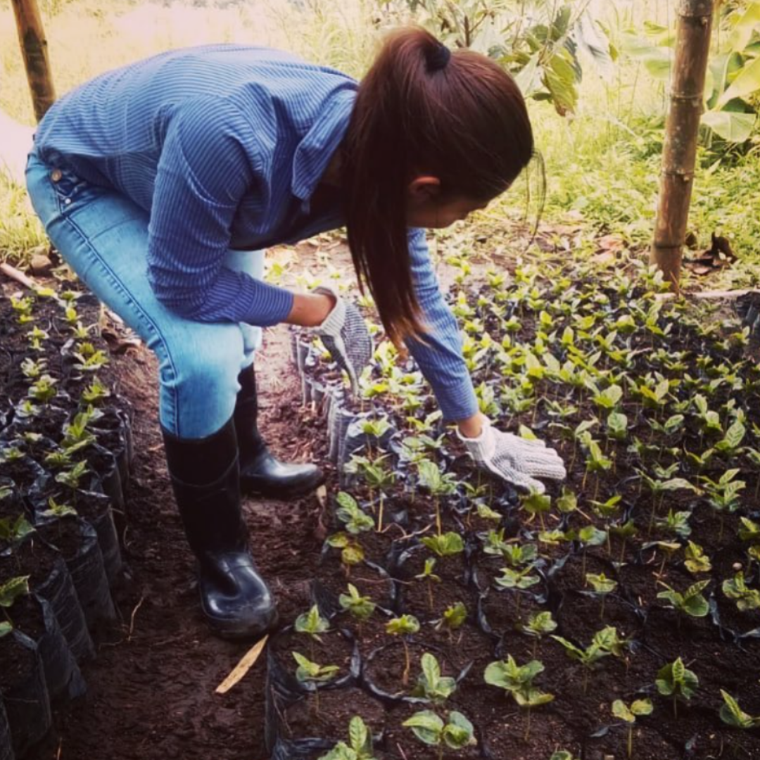 Colombia Gesha Washed – Finca El Bosque, Risaralda - Shop Coffee Hobby
