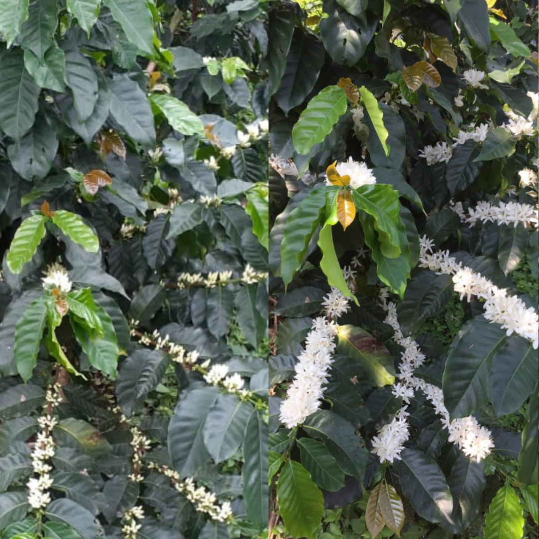 Colombia Gesha Washed – Finca El Bosque, Risaralda