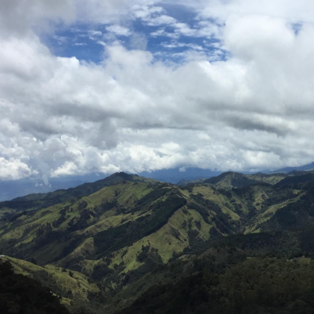 Colombia Gesha Washed – Finca El Bosque, Risaralda