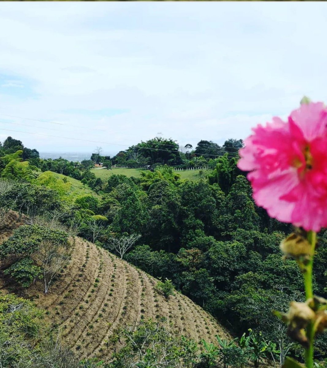 Finca El Paraíso Lychee Peach Sugarcane Decaf - Fermented | Colombia | 8 oz - Shop Coffee Hobby