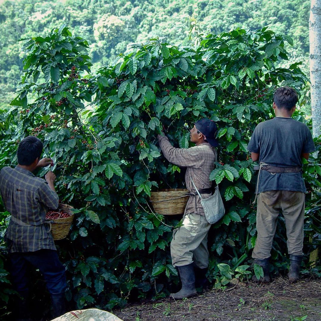 Guatemala - Finca San Jerónimo Miramar - Shop Coffee Hobby