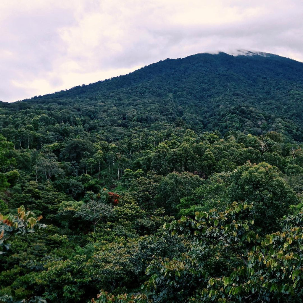 Guatemala - Finca San Jerónimo Miramar - Shop Coffee Hobby