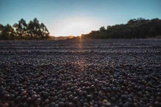 Brazil Serra Negra Natural – Medium Roast | Good Brothers Coffee