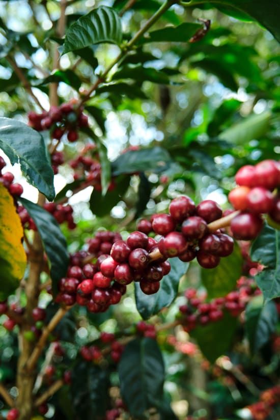 Costa Rica Cafe Vida Washed Medium Roast Coffee, 12 oz bag